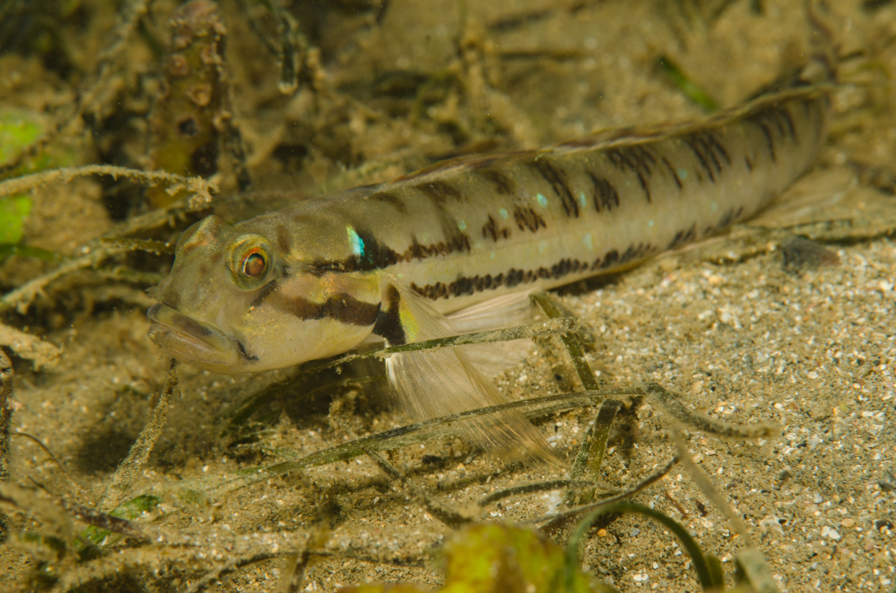 DSC_8465 1 – Arenigobius bifrenatus, Australian, bridled, crispin, estuary, goby, matapouri, new, nz, zealand